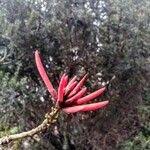 Image result for Priva flabelliformis