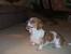 Dachshund Puppies