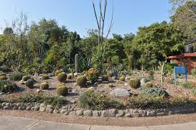 Before planting, set your plants in the dish to see how they'll look together. Cactus Garden Places Of Interest Panchkula Destinations Haryana Tourism Corporation Limited