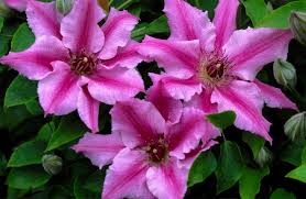 Image result for Clematis dolichopoda