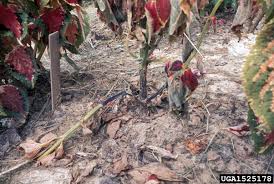 Applying mulch to the plant's root area during the spring and summer keeps soil heated and contributes to better growth. What S Wrong With My Plant Garden University Of Minnesota Extension