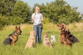 Maybe you would like to learn more about one of these? Stubborn Or Misunderstood 8 Reasons Why Dogs Don T Listen Train 2 Behave