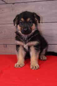 Puppies For Sale Near Me Find Your Puppy Vip Puppies German Shepherd Puppies Shepherd Puppies Cute German Shepherd Puppies
