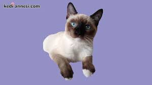 Snowshoe Kedisi Kisa Tuylu Kedi Cinsleri Kediannesi Com