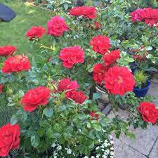 I just wanna live and die in peace. Rosa Love Never Dies Patio Rose Love Never Dies In Gardentags Plant Encyclopedia