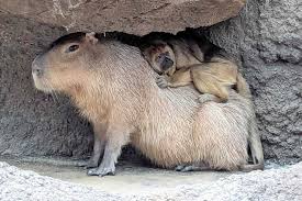 Capybara and Monkey Become Friends in Zoo Enclosure Where They Are the Only Females