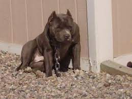 Colorado pit bull rescue view other pit bulls for adoption. American Pit Bull Terrier Puppies In Colorado