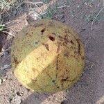 Image result for Treculia