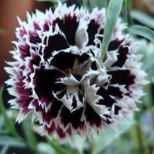 Lupine blooming flowers can attract hummingbirds. Velvet N Lace Dianthus Plants For Sale Garden Pinks Free Shipping