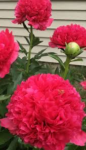 This peony is named for the daughter of the late president of the united states, harry truman.the 'margaret truman' peony featured here is a true garden classic. Command Performance Peony Peonies Garden Red Flowers Peonies
