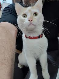 Recognize a lost dog with a red collar?