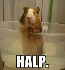 Pin On Guinea Pig Meme Board