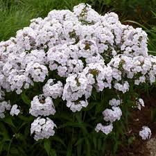 Phlox 'Fashionably Early Crystal'