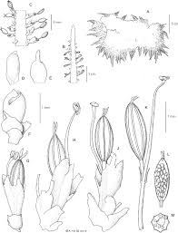 Image result for Sericanthe leonardii