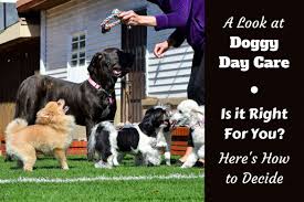 Doggy daycares aren't created equal! Is Doggy Daycare Right For You What To Look For And How To Decide