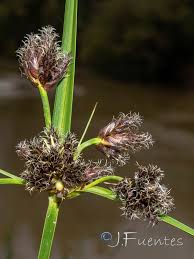 Image result for Bolboschoenus glaucus