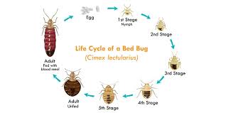 As the name suggests, they look like little moths but are actually flies in the awesomely named family psychodidae. Bed Bugs 101 Characteristics Of These Tiny Mites