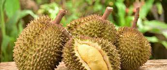 Buah yang paling sedap di alam nusantara melayu. Ini Jenis Jenis Durian Yang Paling Populer Pernah Coba