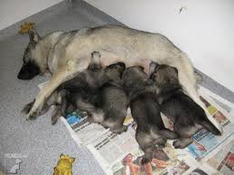 Image result for norský losí pes šedý