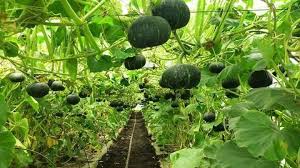 Pin By Loren Chase On Filipino Food Pictures Advantages Of Organic Farming Organic Farming Modern Agriculture