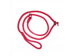 Image result for americký vodní španěl