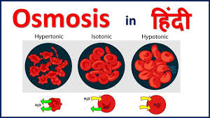 Osmosis And Water Potential Simple Explaination In Hindi Bhushan Science Youtube