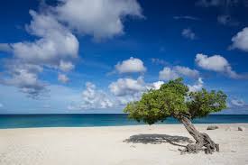 Image result for Libidibia coriaria