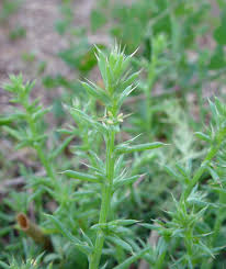 Image result for Salsola