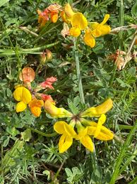 Image result for Lotus corniculatus