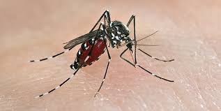 Let's fight aedes till the end. Tiada Aedes Tiada Denggi