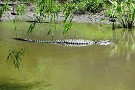 Maybe you would like to learn more about one of these? Scary But Totally Safe Review Of Brazos Bend State Park Needville Tx Tripadvisor