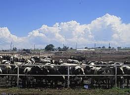 Animal Husbandry Wikipedia