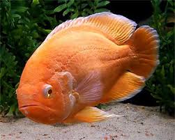 Warna punggung dari ikan black tetra adalah hijau zaitun sedangkan perutnya berwarna putih keperakan. Mengenal Jenis Ikan Oscar Dan Perawatannya Lovedfish