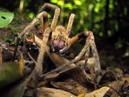 However, this genus is known to exist elsewhere in south and central america. Brazilian Wandering Spider Facts For Kids Kids Animals Facts