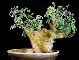 Image result for Commiphora pteleifolia