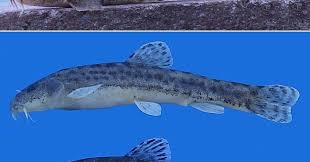 Image result for Oxyrhachis