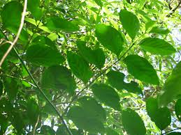 Image result for Canthium