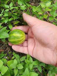 Image result for Cucumis melo