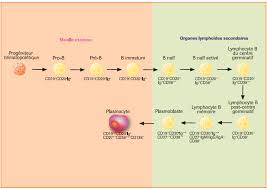 Université de montpellier et laboratoire d'immunogénétique moléculaire, ligm, upr cnrs 1142, institut de génétique humaine, 141 rue de la cardonille, 34396 montpellier cedex 5 (france) tel. Https Ency Medicale Weebly Com Uploads 5 5 6 4 55646567 Les Lymphocytes B Pdf