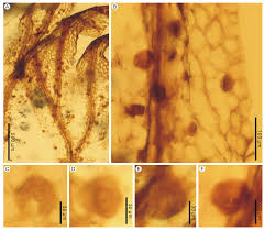 Image result for Polyphlebium borbonicum