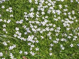 Image result for Cyphia erecta