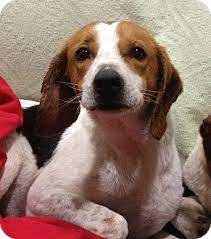Beagle shelters and rescues in connecticut. Connecticut Meet Fergie An Adoptable Beagle In Glastonbury This Li L Tri Colored Doll Is Waiting For You To Meet Adopt Her Beagle Pets Pet Adoption