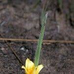 Image result for Curculigo pilosa