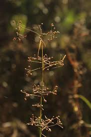 Image result for Rhynchospora brevirostris