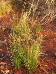 Image result for Eragrostis punctiglandulosa