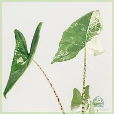 Petioles are stripped green and brown. Alocasia Zebrina Variegated