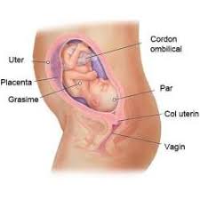 Bebe are tot ceea ce iti trebuie pentru a veni pe lume. Saptamana 41 De Sarcina