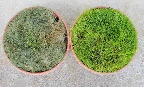 We did not find results for: Why And How To Improve Grass Roots With Mycorrhizal Fungi