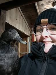 Do ducks stop laying eggs in cold months?