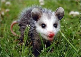 Wild Animals Baby Possum Baby Opossum Backyard Animals